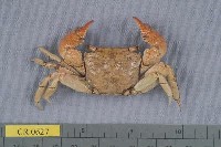 藏品(雙齒近相手蟹)的圖片